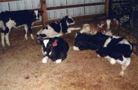 Computerized Feeding System for calves