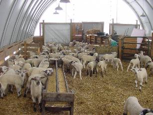 Feeding Lambs