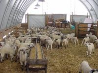Feeding System for lambs/kids