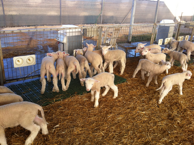 BIOTIC AUTOMATIC LAMB FEEDERS