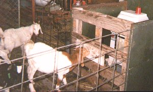 Biotic Feeding Goats